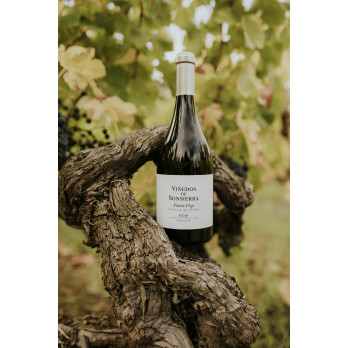 VIÑEDO VIEJO